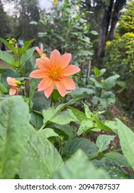 Peach Flower Taken From Burnham Park, Baguio City