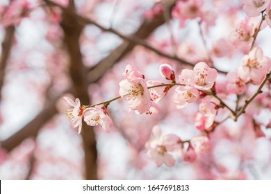 Peach Flowers Blossom In Spring. Peach Blossom.