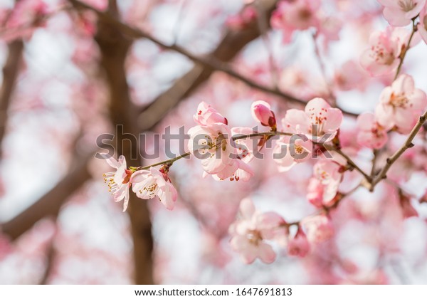 Peach flowers\
blossom in spring. Peach\
blossom.