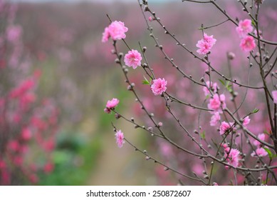 Peach flowers in garden in Hanoi, Vietnam