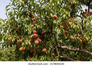 Peach fruit in tree in the peach orchard