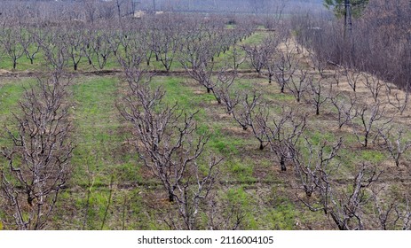 Peach Fruit Trees In An Orchard Top Angle View