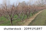 Peach fruit trees orchard in winter