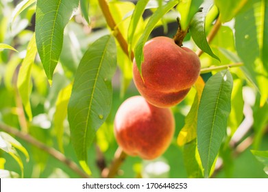 Peach Fruits Grow On A Peach Tree