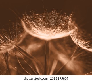 Peach Fuzz abstract background. Color of the year 2024. Peach Fuzz toned salsify seeds close up. - Powered by Shutterstock