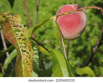Peach leaf attacked by harmful insects