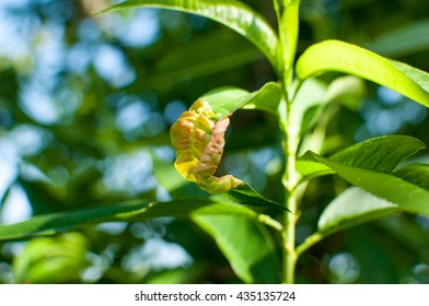 Peach Leaf Curl.