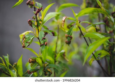 Peach Leaf Curl Close Up