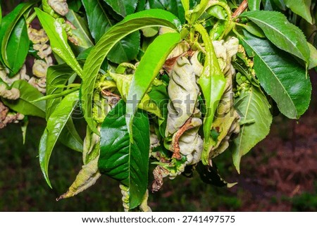 Peach leaf curl disease affects leaves, causing them to become distorted, thickened, and reddish or purplish.