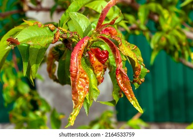 Peach leaf curl. Fungal disease of peaches tree. Taphrina deformans. Peach tree fungus disease. Selective focus. Topic - diseases and pests of fruit trees, pest control. Square . - Shutterstock ID 2164533759