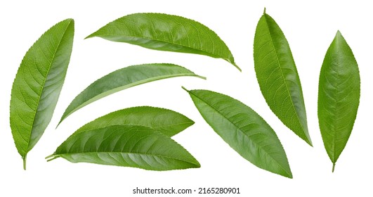 Peach leaf isolated clipping path. Collection leaf on white background. Peach leaf macro studio photo