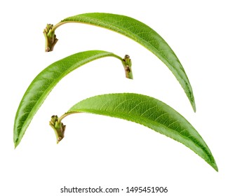 Peach leaf isolated. Peach leaf on white. Full depth of field. With clipping path.
