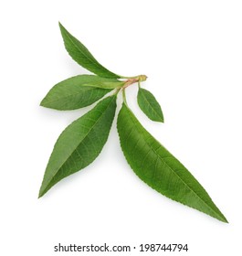 Peach leaf isolated on white background
