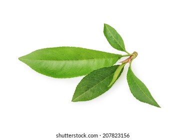 Peach leaf isolated on white background 