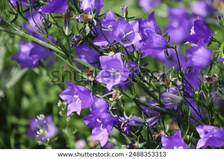 Similar – Image, Stock Photo Meadow bellflower Nature