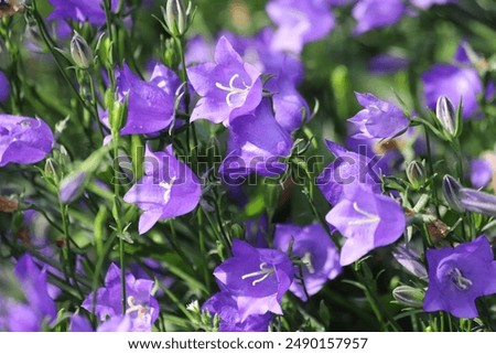 Similar – Image, Stock Photo Meadow bellflower Nature