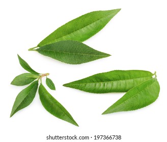Peach leaves isolated on white background 