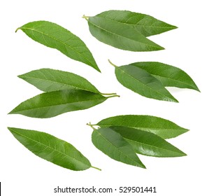 Peach leaves isolated on white background