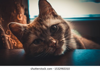 Peach, my redcat looking at the camera