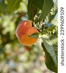 Peach on the branch, Okanagan valley