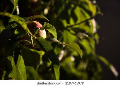 Peach  On A Tree Branch At Sunset Seen Up Close