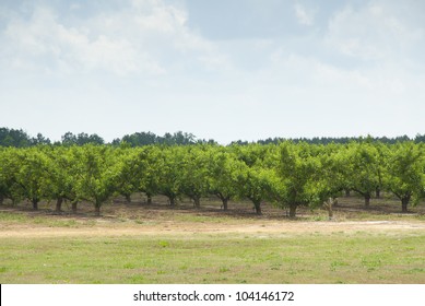 A Peach Orchard.