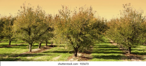 Peach Orchard