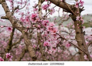 A peach orchard in full bloom - Shutterstock ID 2255980463