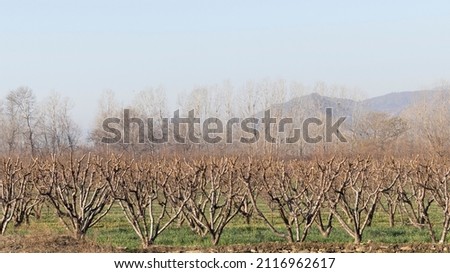 Peach orchard leafless trees in the winter