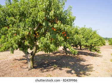 Peach Orchard. Peaches Ripe