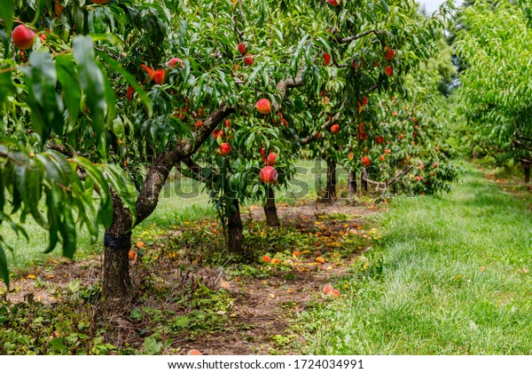 Peach orchard with red peaches. Colorful ripe\
fruits on tree ready to\
harvesting.