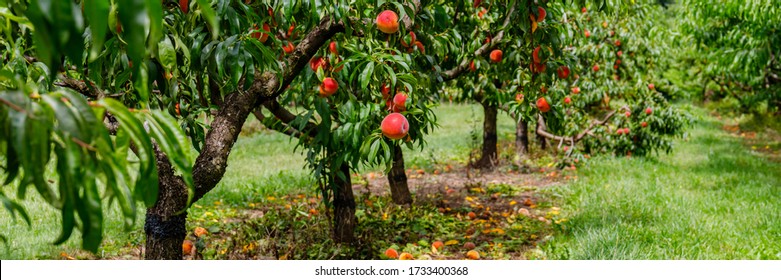 Peach orchard with ripe red peaches. Colorful fruits on tree ready to harvesting, banner - Powered by Shutterstock