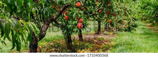 Peach orchard with ripe red peaches.\
Colorful fruits on tree ready to harvesting,\
banner