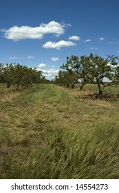 Peach Orchard, South Carolina