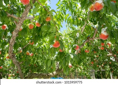 Peach Orchard In Yamanashi