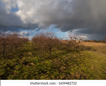 Peach Orchards On The Pepper Mountains Near Sandomierz. Sunny Day And Sky With White Clouds. Poland. Eastern Europe.