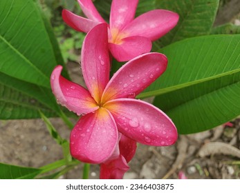 Peach and pink Hawaiian Plumeria flower or temple tree after rain.