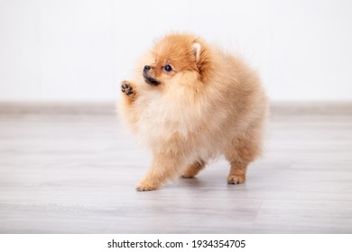 A Peach Pomeranian Gives A Paw To Its Owner