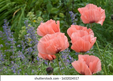 Peach Poppies And Catmint Garden