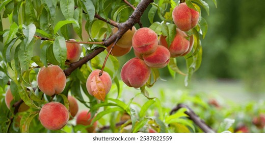 Персик - Prunus persica - фруктовое дерево. Красные, спелые персики с сочной желтой вспышкой в саду.