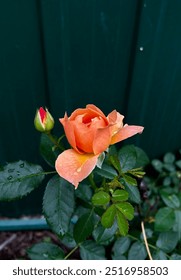 A peach rose beginning