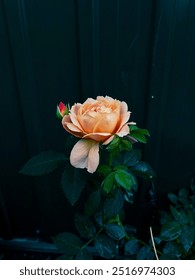 A peach rose in