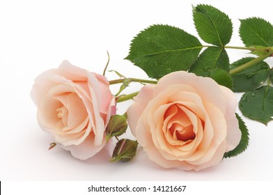 Peach Rose On White Background