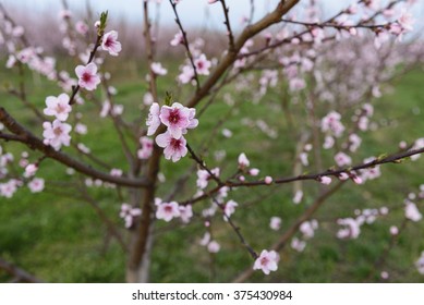 Peach Tree