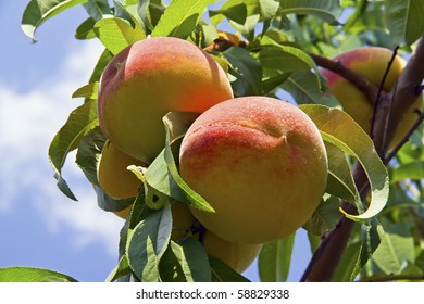 Peach Tree