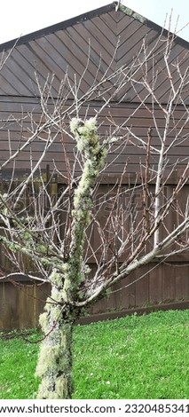 A peach tree with bare branches in the winter
