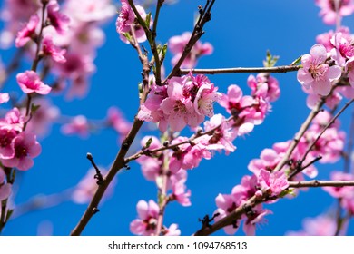 Peach tree in bloom. Blooming peach trees in spring.