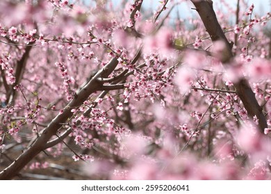 Peach tree blossoms in early spring	
