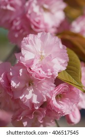 Peach tree blossoms in spring