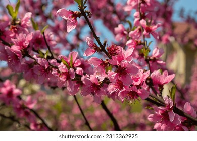 Peach tree, blurred background. Blooming tree in spring with pink flowers. The beauty of the spring garden, the concept of spring.